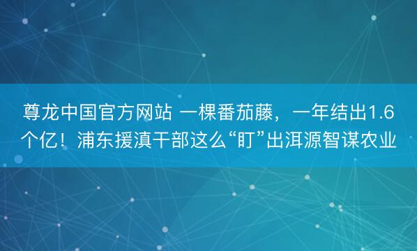 尊龙中国官方网站 一棵番茄藤，一年结出1.6个亿！浦东援滇干部这么“盯”出洱源智谋农业
